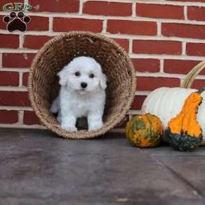 Bunny, Bichon Frise Puppy